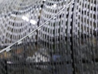 Лена колючая АКЛ